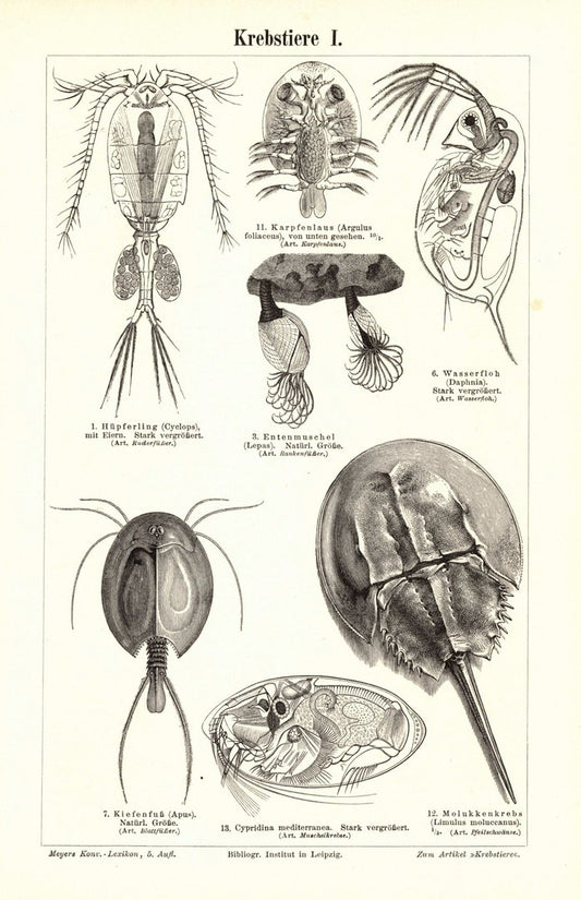 Krebstiere. Buchillustration (Stich) von 1896