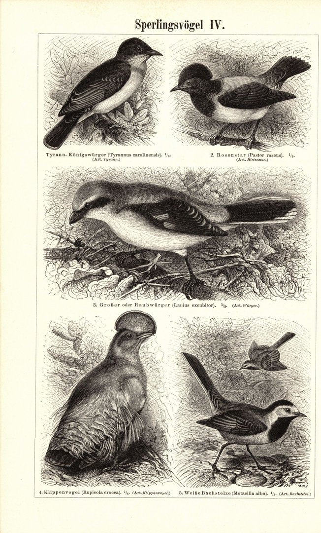 Sperlingsvögel III-IV. Buchillustration (Stich) von 1897