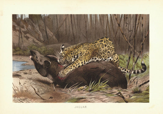 Jaguar. Lithografie von 1890