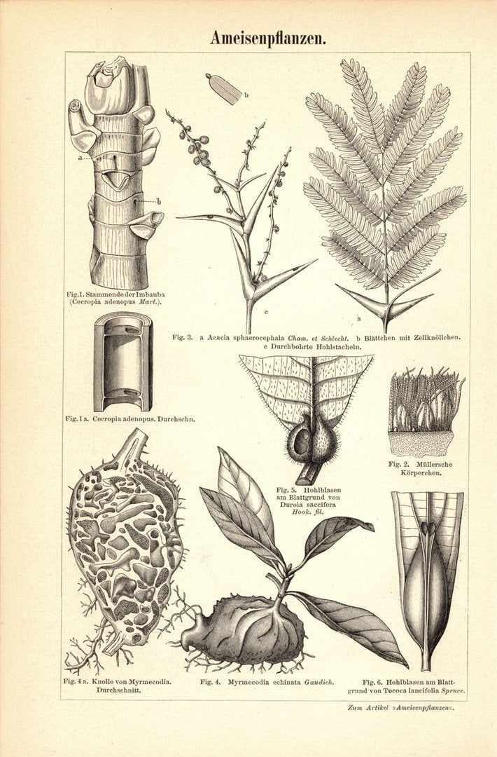 Ameisen. Buchillustration (Stich) von 1893