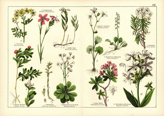 Pflanzen, Decandria Digynia, z.B. Fichtenspargel. Farblithografie von 1887. Tafel 22