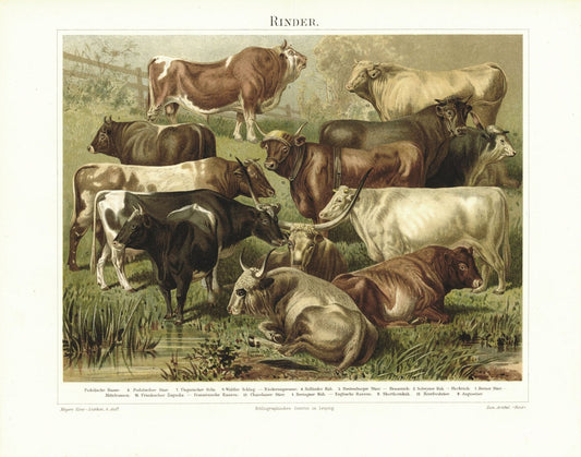 Rinder. Lithografie von 1896