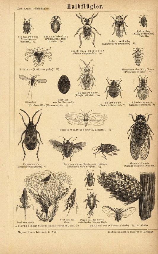 Halbflügler, Insekten. Buchillustration (Stich) von 1876