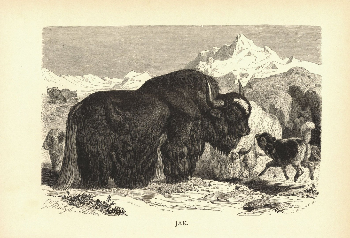 Jak, Rind. Buchillustration (Holzschnitt) von 1890
