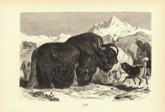 Jak, Rind. Buchillustration (Holzschnitt) von 1890