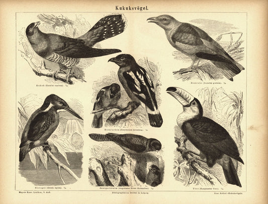 Kuckucksvögel. Buchillustration (Stich) von 1877