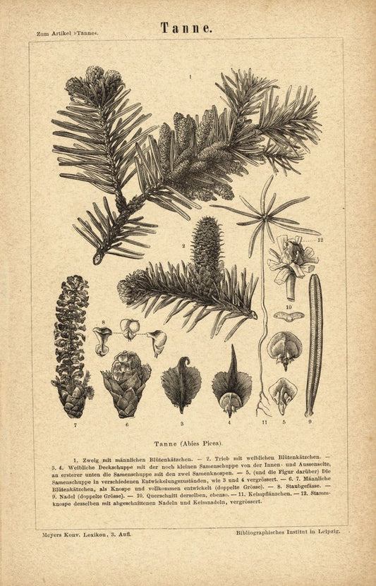 Tanne. Buchillustration (Stich) von 1878