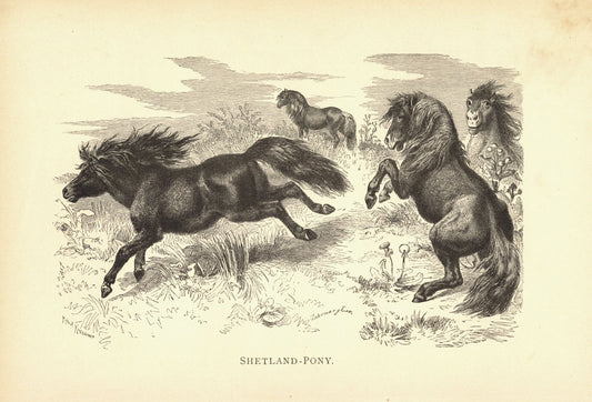 Shetland-Pony. Buchillustration von 1890
