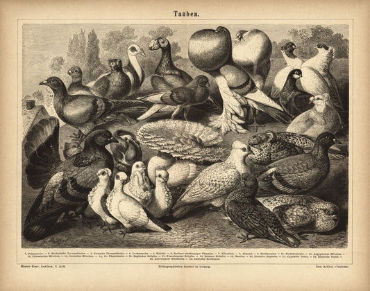 Tauben. Buchillustration (Stich) von 1878