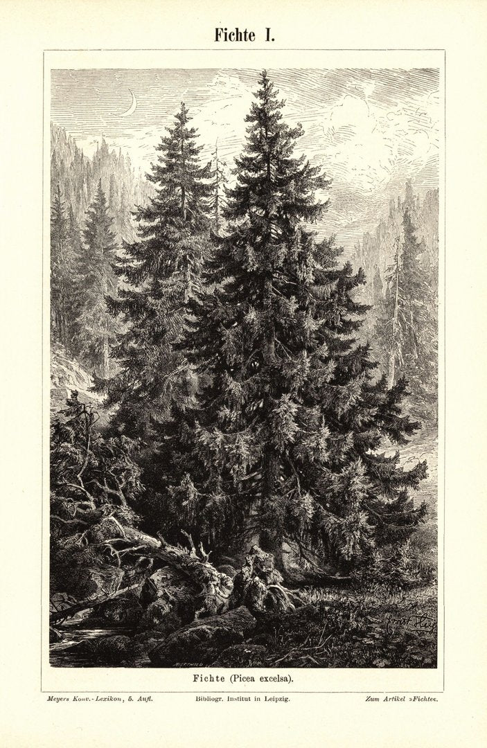 Fichte. Buchillustration (Stich) von 1895