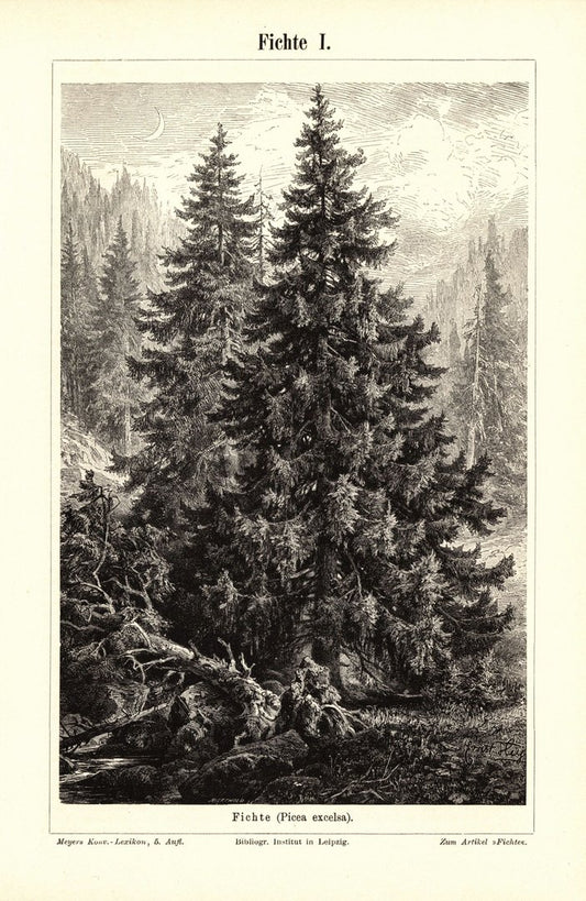 Fichte. Buchillustration (Stich) von 1895