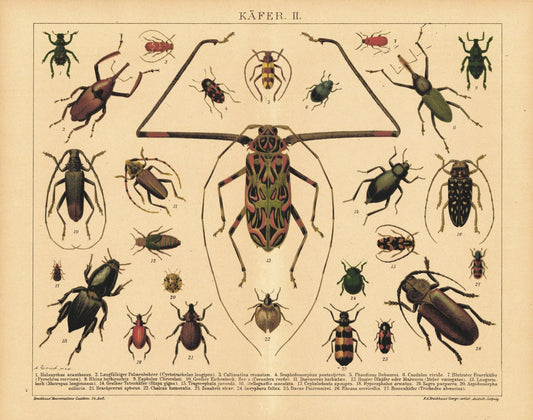 Käfer II. Lithografie von 1920