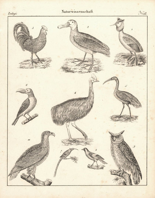 Zoologie, Vögel, Naturwissenschaft Nr. 13. Lithografiertes Blatt von 1830.