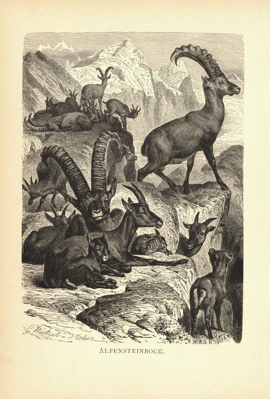 Alpensteinbock. Buchillustration von 1890