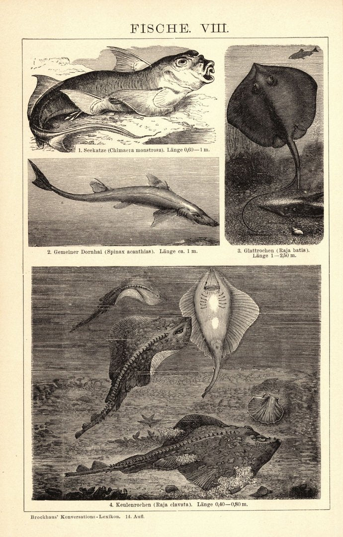 Fische VII-VIII. Buchillustration (Stich) von 1897