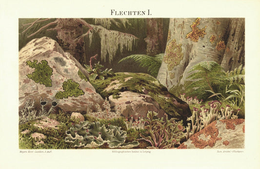 Flechten I. Lithografie von 1897