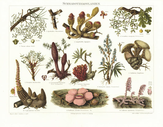 Schmarotzerpflanzen. Lithografie von 1897