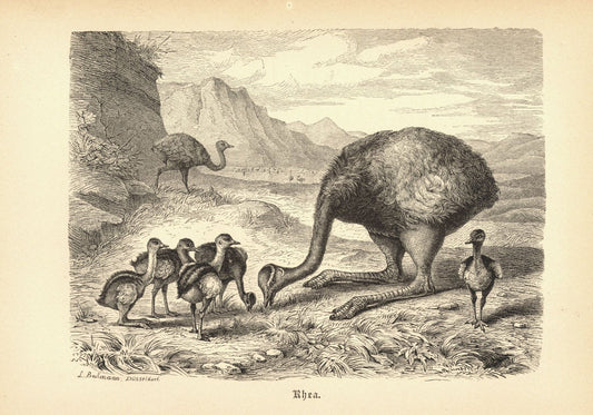 Rhea oder Nandus, Vogel. Buchillustration (Holzschnitt) von 1890