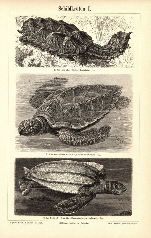 Schildkröten. Buchillustration (Stich) von 1897