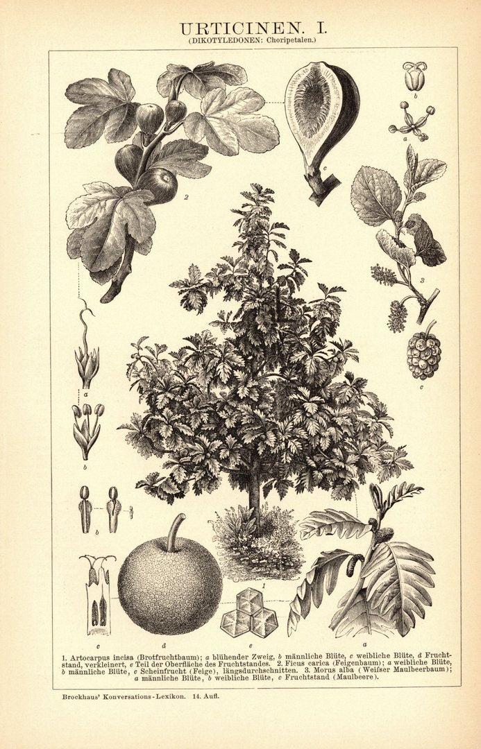 Urticinen. Buchillustration (Stich) von 1897