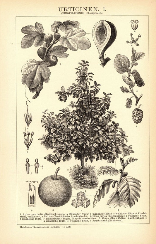 Urticinen. Buchillustration (Stich) von 1897