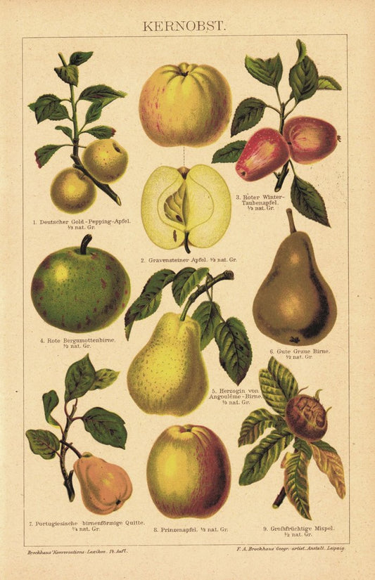 Kernobst. Lithografie von 1920