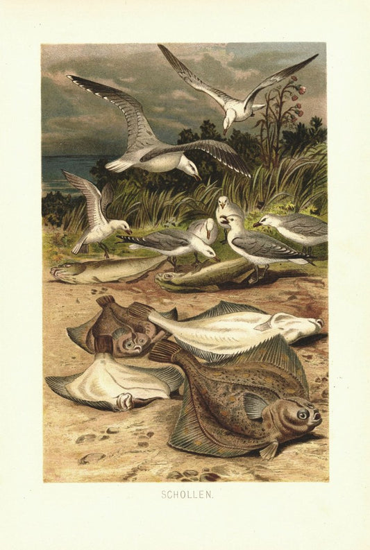 Schollen, Fische und Möwen. Lithografie von 1890