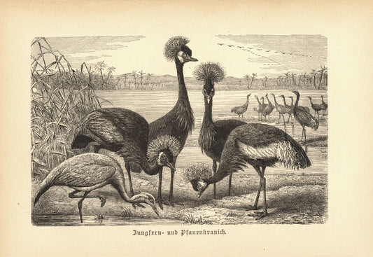 Jungfern- und Pfauenkranich, Vogel. Buchillustration (Holzschnitt) von 1890