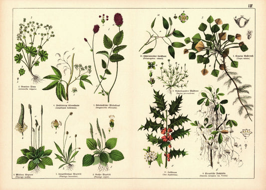 Pflanzen, Tetrandria, z.B. Wegerich . Farblithografie von 1887. Tafel 8