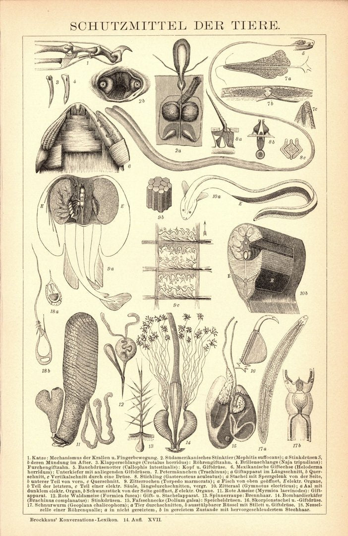 Schutzmittel der Tiere. Buchillustration (Stich) von 1897