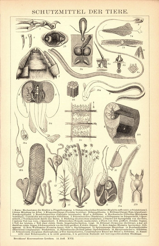 Schutzmittel der Tiere. Buchillustration (Stich) von 1897