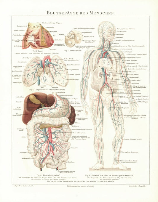 Blutgefässe des Menschen. Lithografie von 1894