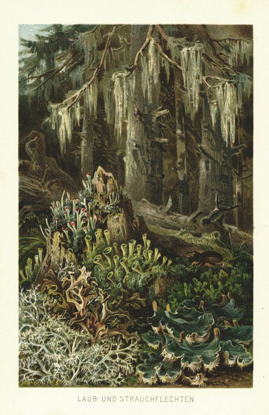 Laub- und Strauchflechten. Lithographie von 1887