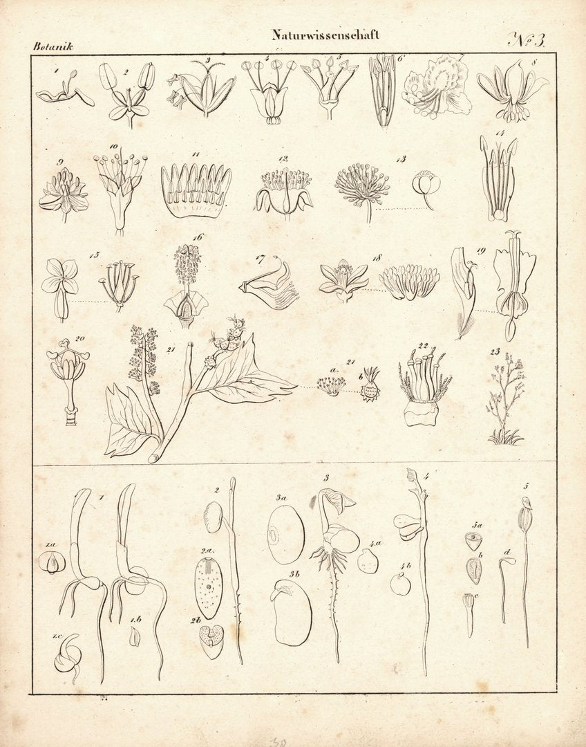 Botanik, Naturwissenschaft Nr. 3. Lithografiertes Blatt von 1830.