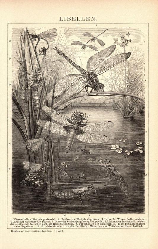 Libellen. Buchillustration (Stich) von 1897