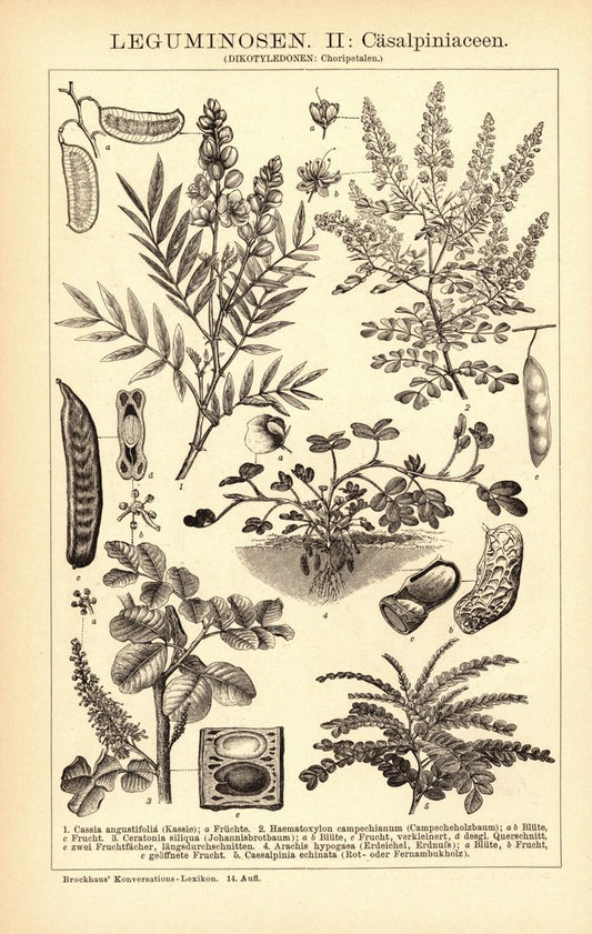 Leguminosen I-II. Buchillustration (Stich) von 1897