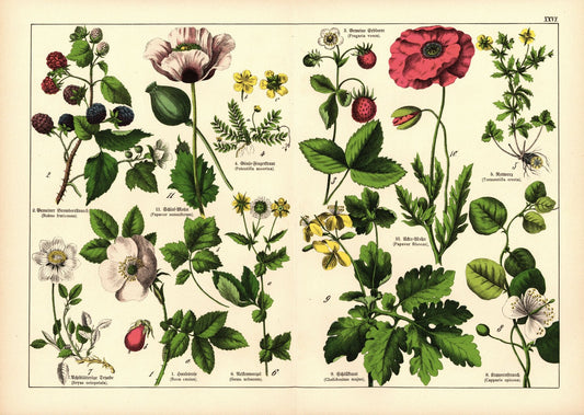 Pflanzen, Icosandria Polygynia, z.B. Heckenrose. Farblithografie von 1887. Tafel 26