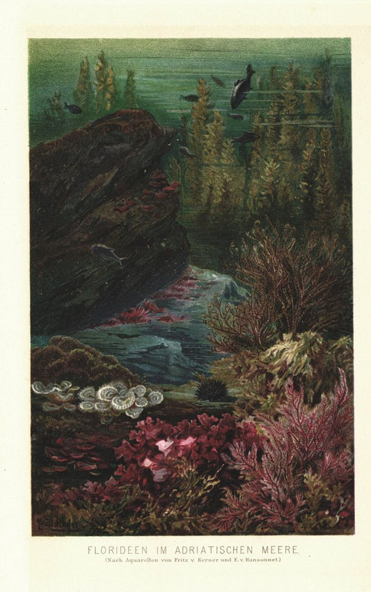 Florideen, Rotalgen im Adriatischen Meer. Lithographie von 1887