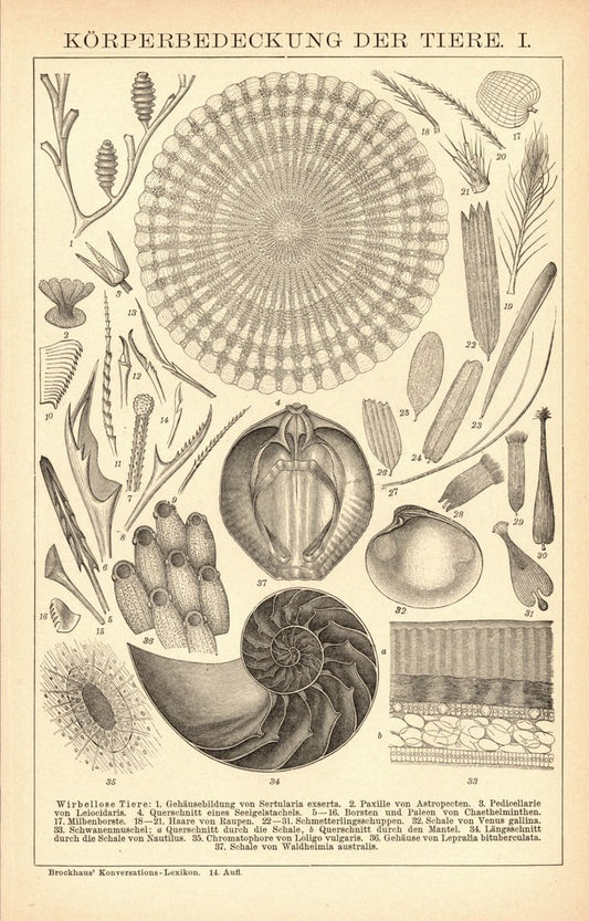 Körperbedeckung der Tiere. Buchillustration (Stich) von 1897