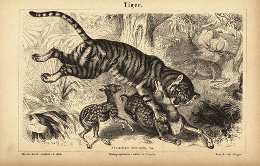 Tiger. Buchillustration (Stich) von 1878
