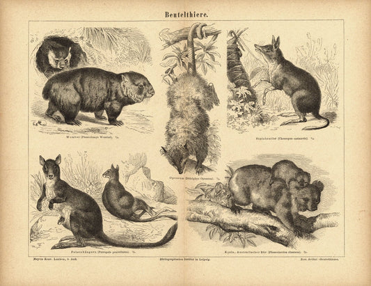 Beuteltiere, Känguru u.a.. Buchillustration (Stich) von 1874