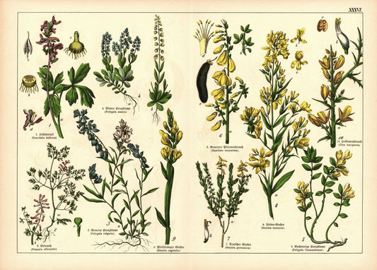 Pflanzen, Diadelphia, z.B. Lerchensporn. Farblithografie von 1887. Tafel 36
