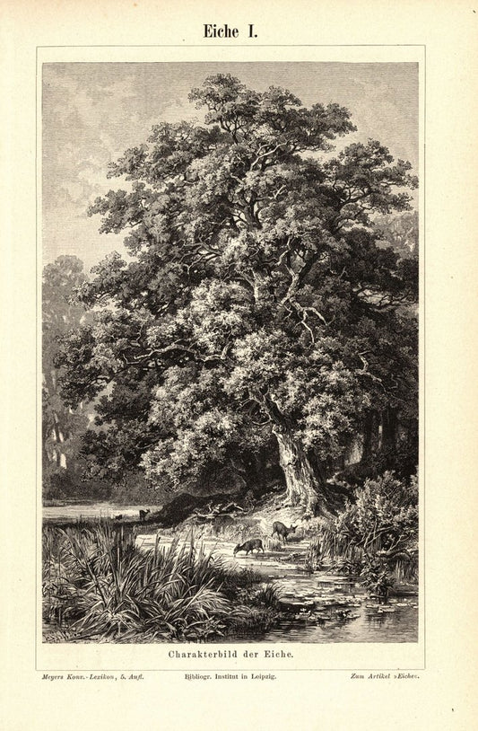 Eiche I-II. Buchillustration (Stich) von 1895