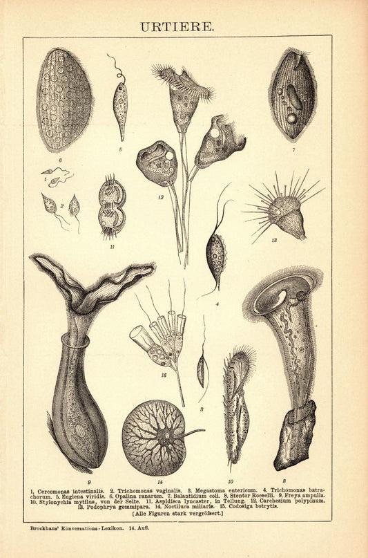 Urtiere. Buchillustration (Stich) von 1897