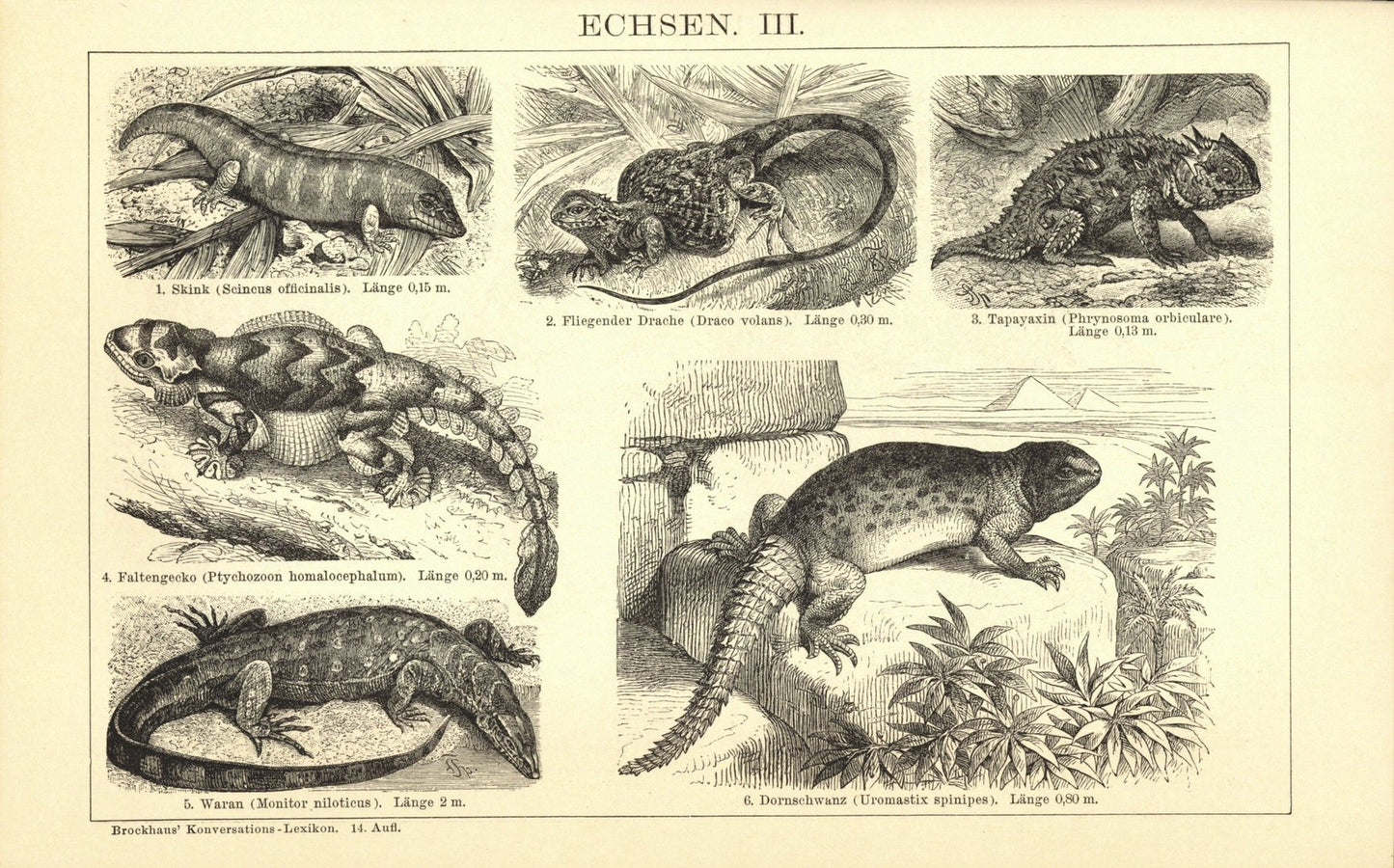Echsen II-III. Buchillustration (Stich) von 1897