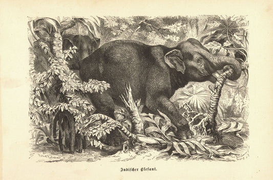 Indischer Elefant.  Buchillustration von 1890
