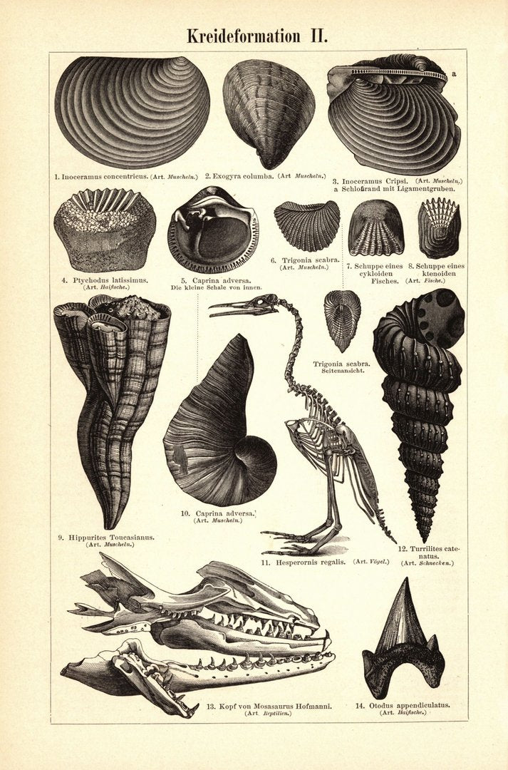 Kreideformation. Buchillustration (Stich) von 1896