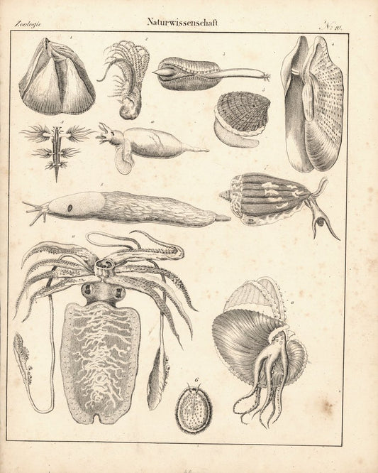 Zoologie, Naturwissenschaft Nr. 10. Lithografiertes Blatt von 1830.