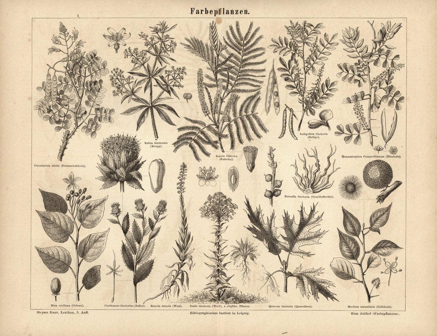 Farbepflanzen. Buchillustration (Stich) von 1875