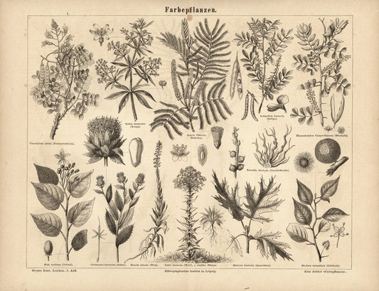 Farbepflanzen. Buchillustration (Stich) von 1875